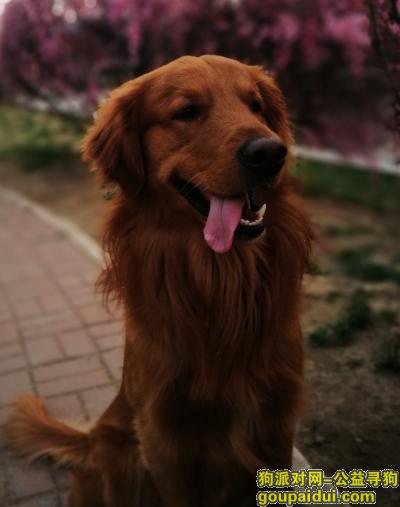 寻3岁金毛（沈阳铁西丢失），它是一只非常可爱的宠物狗狗，希望它早日回家，不要变成流浪狗。