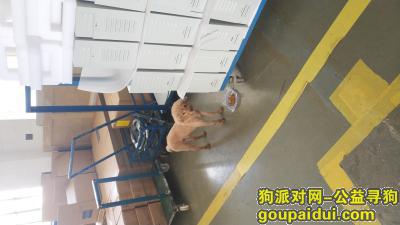 上海杨浦区松花江路寻找狗主人，它是一只非常可爱的宠物狗狗，希望它早日回家，不要变成流浪狗。