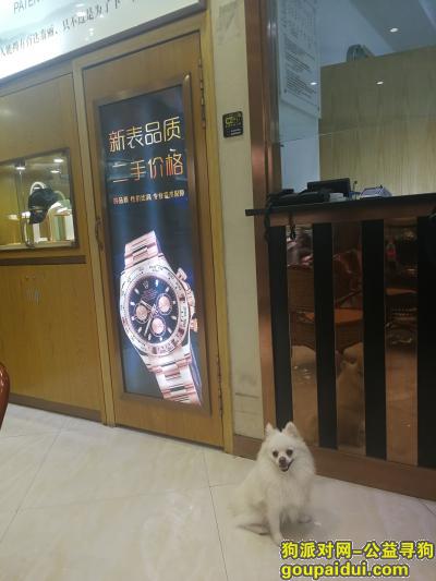 【郑州找狗】，寻博美犬贝贝，定酬谢，它是一只非常可爱的宠物狗狗，希望它早日回家，不要变成流浪狗。