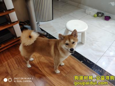 【深圳找狗】，柴犬妹妹2018年11月生，它是一只非常可爱的宠物狗狗，希望它早日回家，不要变成流浪狗。