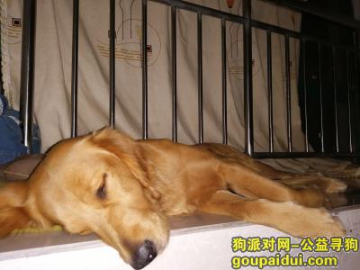 寻狗启示：品种（金毛，母，1岁）于9月29日，早上5:30左右，在竹苑小区11栋楼下走失，它是一只非常可爱的宠物狗狗，希望它早日回家，不要变成流浪狗。