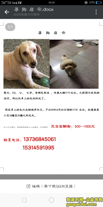 宁波找狗，寻找香槟色泰迪CC!!!!!，它是一只非常可爱的宠物狗狗，希望它早日回家，不要变成流浪狗。
