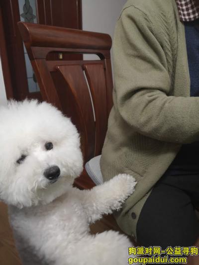 青岛找狗，一岁半的比熊犬白色在胶州皇甫岭大院走失，它是一只非常可爱的宠物狗狗，希望它早日回家，不要变成流浪狗。