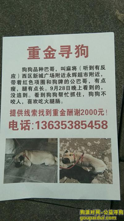 【重庆找狗】，重庆渝北区西区新城广场酬谢两千元寻找巴哥，它是一只非常可爱的宠物狗狗，希望它早日回家，不要变成流浪狗。