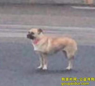 重庆寻狗，重庆渝北区西区新城广场酬谢两千元寻找巴哥，它是一只非常可爱的宠物狗狗，希望它早日回家，不要变成流浪狗。