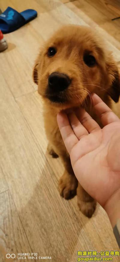 成都 高新区 香年广场 附近 捡到小金毛，它是一只非常可爱的宠物狗狗，希望它早日回家，不要变成流浪狗。