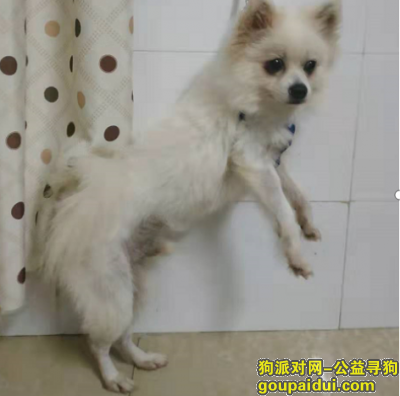东莞寻狗网，白博美，南城塘贝新村走丢，它是一只非常可爱的宠物狗狗，希望它早日回家，不要变成流浪狗。