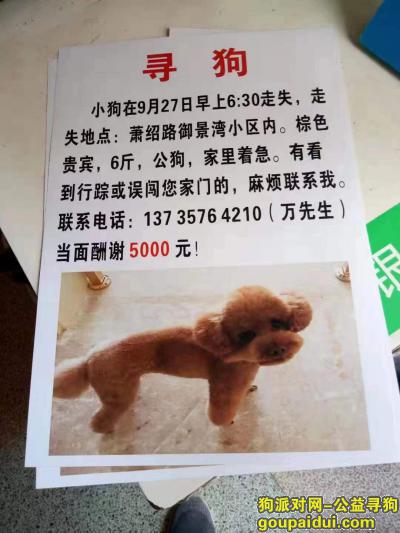 杭州寻狗，杭州萧山区萧绍路御景湾小区酬谢五千元寻找贵宾，它是一只非常可爱的宠物狗狗，希望它早日回家，不要变成流浪狗。
