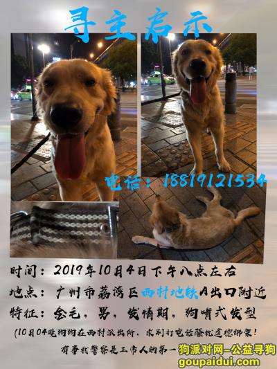 【广州捡到狗】，广州荔湾区西村地铁口捡到金毛 男，它是一只非常可爱的宠物狗狗，希望它早日回家，不要变成流浪狗。