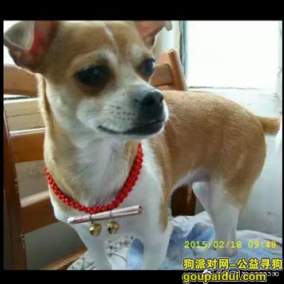 贵港寻狗启示，紧急求助 酬谢1000元，它是一只非常可爱的宠物狗狗，希望它早日回家，不要变成流浪狗。