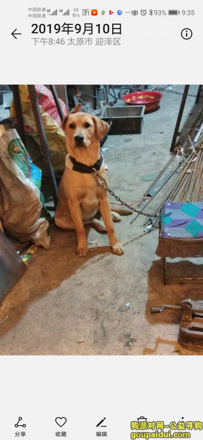 太原寻狗启示，酬金1000元找爱犬小米，它是一只非常可爱的宠物狗狗，希望它早日回家，不要变成流浪狗。