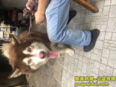 成都寻狗主人，四川省茶店子金牛区茶店子这边捡到一只阿拉斯加，它是一只非常可爱的宠物狗狗，希望它早日回家，不要变成流浪狗。