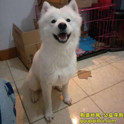 【昆明找狗】，寻找萨摩耶犬–名字叫雪糕 1岁雄性，它是一只非常可爱的宠物狗狗，希望它早日回家，不要变成流浪狗。