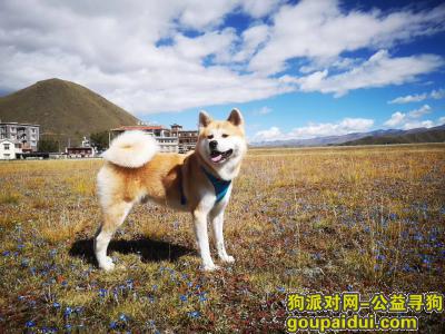 爱犬于2019年10月6晚20:46在永兴镇汽车公园辽宁大道附近走失，它是一只非常可爱的宠物狗狗，希望它早日回家，不要变成流浪狗。