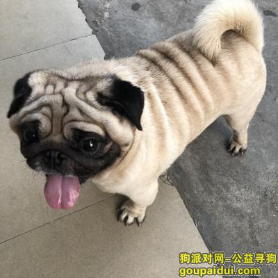 10月7日下午6点深圳甘坑新村丢失黄黑色巴哥犬，它是一只非常可爱的宠物狗狗，希望它早日回家，不要变成流浪狗。