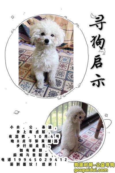 武汉寻狗，泰迪狗小白在汉口江滩边被人抱走，它是一只非常可爱的宠物狗狗，希望它早日回家，不要变成流浪狗。
