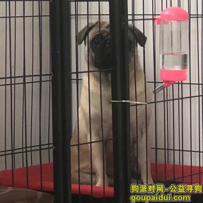 【杭州找狗】，巴哥公犬二岁半名叫崽崽6号晚上在萧山区瓜沥镇前兴村丢失，它是一只非常可爱的宠物狗狗，希望它早日回家，不要变成流浪狗。