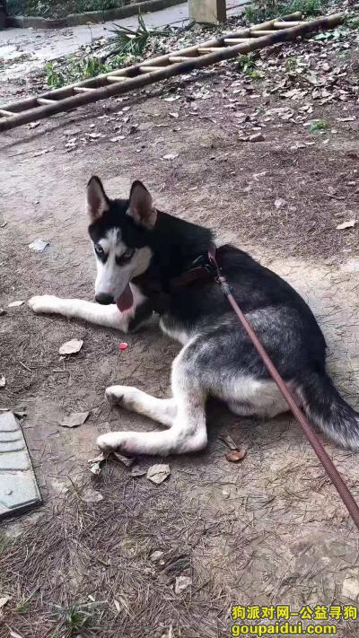 爱犬于2019年10月8日上午11点在燕顺路燕北加油站附近走失，它是一只非常可爱的宠物狗狗，希望它早日回家，不要变成流浪狗。