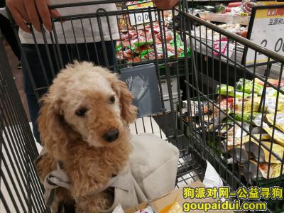 【北京找狗】，我家毛孩子丢了???? ???? ????，它是一只非常可爱的宠物狗狗，希望它早日回家，不要变成流浪狗。
