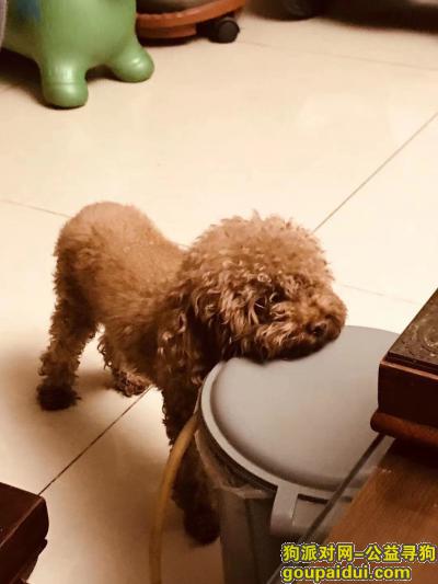 【北京找狗】，本人于2019年10月13日上午9-10点间，在北京市海淀区远大路22号院附近丢失浅棕色小型泰迪犬一只，求好心人留意，它是一只非常可爱的宠物狗狗，希望它早日回家，不要变成流浪狗。