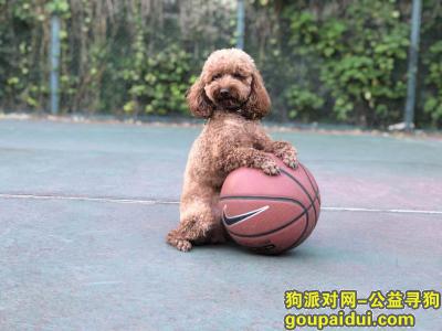 【北京找狗】，北京通州区梨园新通国际花园小区北区10月14日走失咖啡色泰迪，它是一只非常可爱的宠物狗狗，希望它早日回家，不要变成流浪狗。