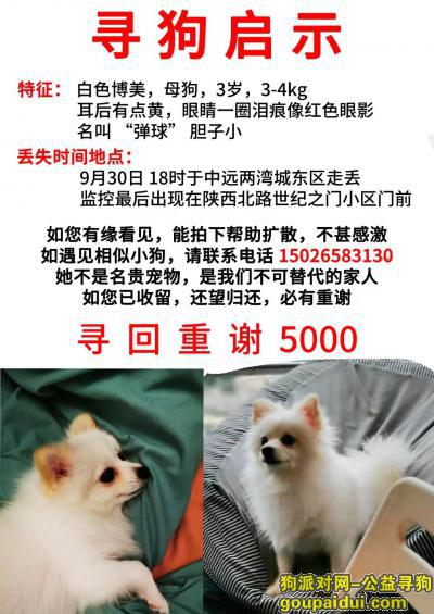 【上海找狗】，上海中远两湾城东区酬谢五千元寻找白色博美，它是一只非常可爱的宠物狗狗，希望它早日回家，不要变成流浪狗。
