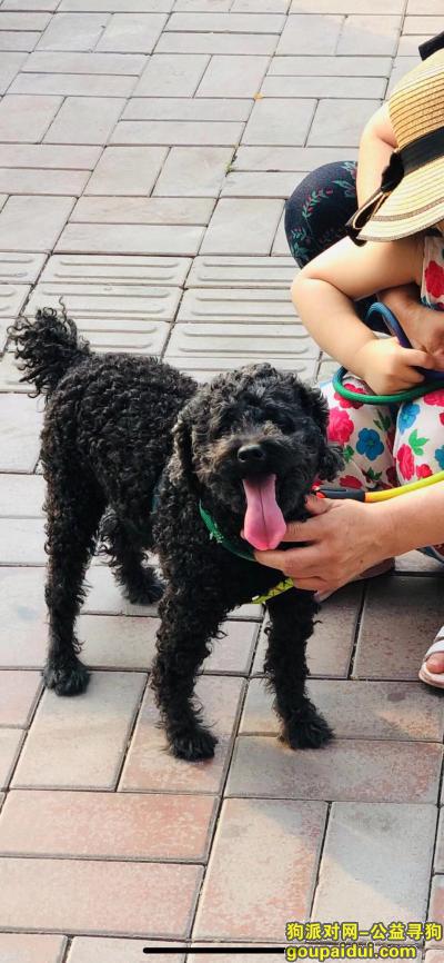 天津寻狗，爱犬于2019年9月10日在天津市南开区汾水道附近走失，它是一只非常可爱的宠物狗狗，希望它早日回家，不要变成流浪狗。