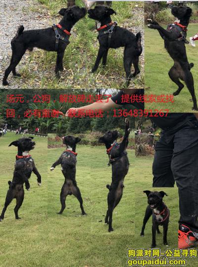 黑狗10月9号于解放碑走丢，它是一只非常可爱的宠物狗狗，希望它早日回家，不要变成流浪狗。