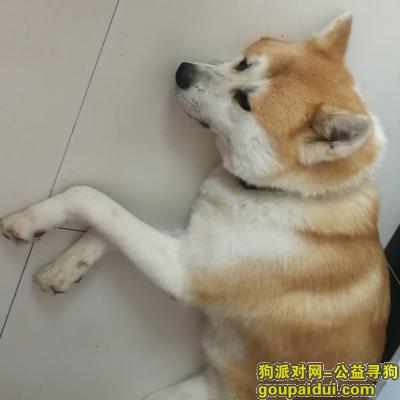 【郑州找狗】，秋田母犬丢失，请求好心人帮忙寻狗，它是一只非常可爱的宠物狗狗，希望它早日回家，不要变成流浪狗。