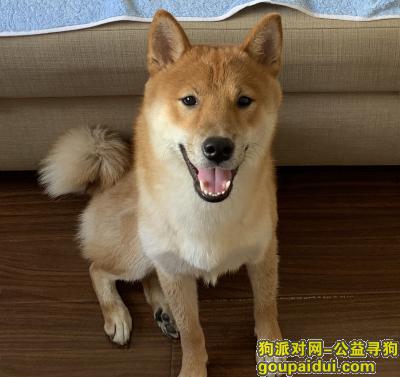 【北京找狗】，柴犬涂涂·寻爱犬·酬谢，它是一只非常可爱的宠物狗狗，希望它早日回家，不要变成流浪狗。