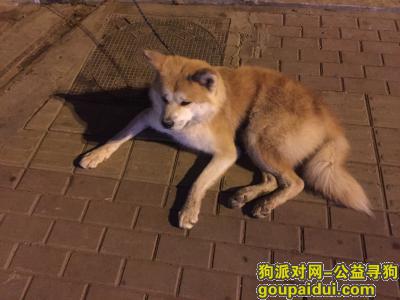 【太原捡到狗】，红沟靶场路434小区捡到，15234939843，它是一只非常可爱的宠物狗狗，希望它早日回家，不要变成流浪狗。