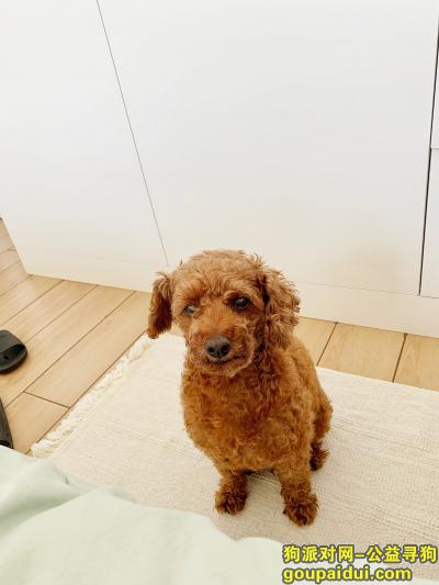 永泰城找10斤未断尾棕色公泰迪，它是一只非常可爱的宠物狗狗，希望它早日回家，不要变成流浪狗。