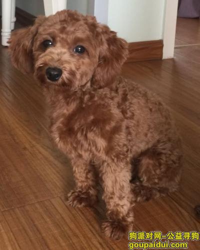 2000元寻找青岛市黄岛区丢失的棕色泰迪狗，它是一只非常可爱的宠物狗狗，希望它早日回家，不要变成流浪狗。