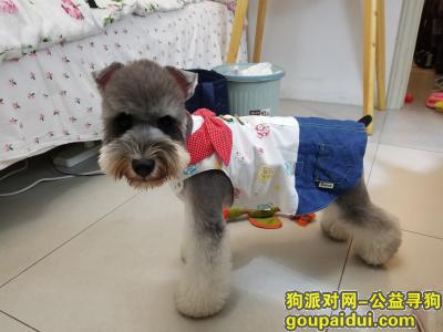 【福州找狗】，急寻爱犬雪纳瑞– “宝贝”，它是一只非常可爱的宠物狗狗，希望它早日回家，不要变成流浪狗。