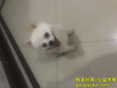 寻找白色公博美 名字叫艾米，它是一只非常可爱的宠物狗狗，希望它早日回家，不要变成流浪狗。
