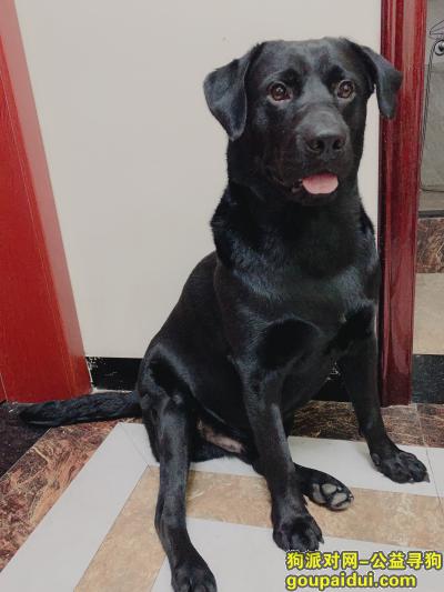 【南昌找狗】，红包酬谢,失踪黑色拉布拉多,南昌县莲塘镇派出所附近，它是一只非常可爱的宠物狗狗，希望它早日回家，不要变成流浪狗。