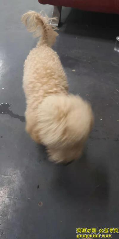 湖南株洲市荷塘区株洲四中，它是一只非常可爱的宠物狗狗，希望它早日回家，不要变成流浪狗。