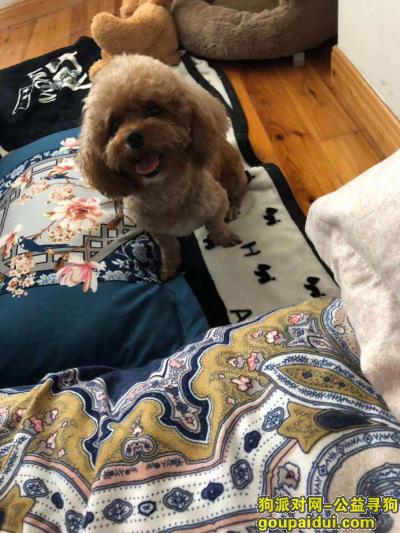 南昌市西湖区东方桃苑小区酬谢三千元寻找泰迪，它是一只非常可爱的宠物狗狗，希望它早日回家，不要变成流浪狗。