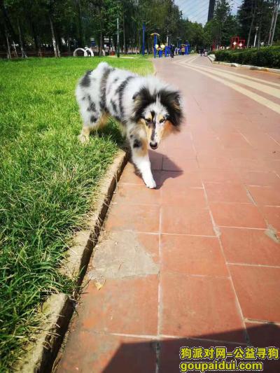 【昆明找狗】，昆明市青年路寻犬启示，它是一只非常可爱的宠物狗狗，希望它早日回家，不要变成流浪狗。