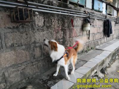 【福州找狗】，寻找金色边牧，联系人，蔡先生，电话：18960787245。，它是一只非常可爱的宠物狗狗，希望它早日回家，不要变成流浪狗。