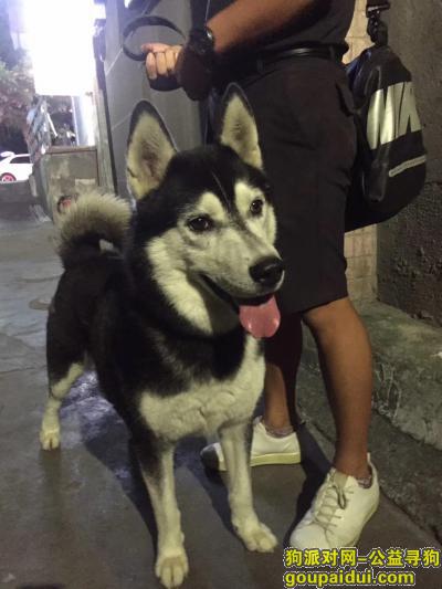 公狗，哈士奇黑白色，南山华侨城捡到，它是一只非常可爱的宠物狗狗，希望它早日回家，不要变成流浪狗。