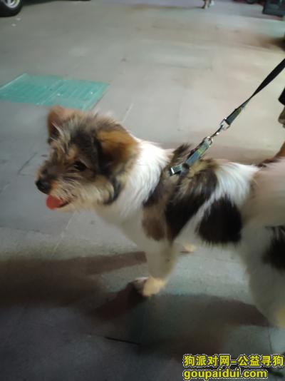 余杭区翁梅怡丰城10月17日走丢  万分感谢好心人，它是一只非常可爱的宠物狗狗，希望它早日回家，不要变成流浪狗。