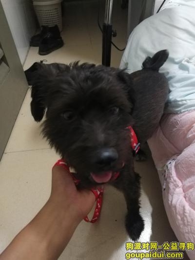 深圳捡到狗，黑色品种应该是雪纳瑞也不太懂狗，它是一只非常可爱的宠物狗狗，希望它早日回家，不要变成流浪狗。