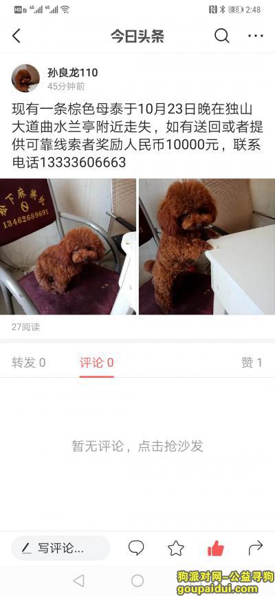 南阳寻狗启示，万元寻找名字叫可爱的棕色泰迪，它是一只非常可爱的宠物狗狗，希望它早日回家，不要变成流浪狗。