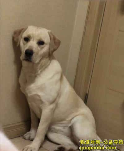 青岛丢狗，白色的拉布拉多，后背是黄色，它是一只非常可爱的宠物狗狗，希望它早日回家，不要变成流浪狗。