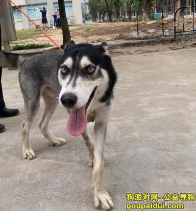 广州寻狗网，白云区均禾街道、东平村附近，它是一只非常可爱的宠物狗狗，希望它早日回家，不要变成流浪狗。