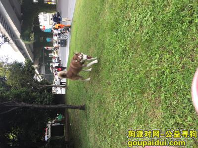 【成都找狗】，一岁哈士奇在贝森路西村走失，它是一只非常可爱的宠物狗狗，希望它早日回家，不要变成流浪狗。