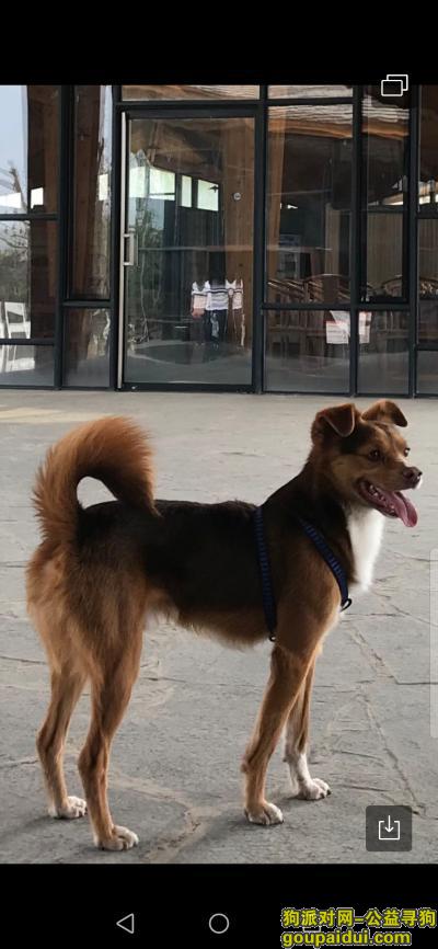 北京找狗，拜托爱心人士留意我家的狗狗，它是一只非常可爱的宠物狗狗，希望它早日回家，不要变成流浪狗。