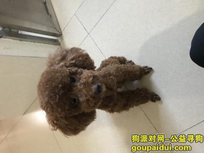 广州市番禺区洛溪村石涌街走丢的，它是一只非常可爱的宠物狗狗，希望它早日回家，不要变成流浪狗。