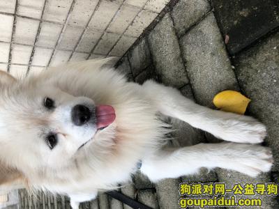 广州找狗，丢失爱宠乐乐，盼其早归！，它是一只非常可爱的宠物狗狗，希望它早日回家，不要变成流浪狗。